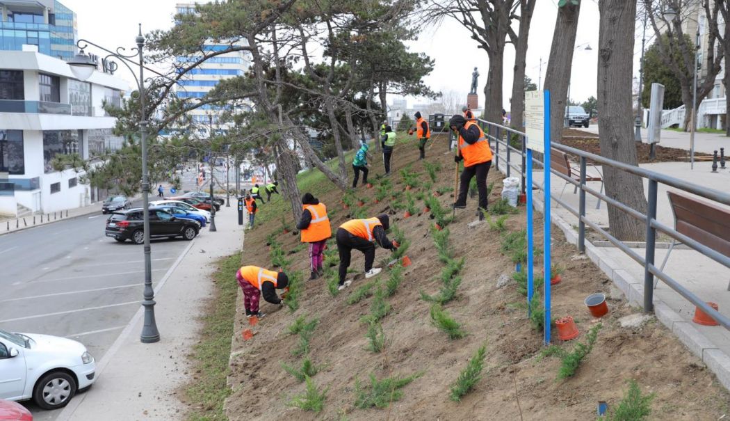 Noi plantări de flori şi arbori, în diferite zone ale oraşului - 43871695582942021256226159438878-1713784022.jpg