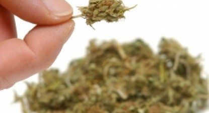 Suc cu marijuana în SUA - 43e5b1428004ee5573dbf4638fe63f00.jpg