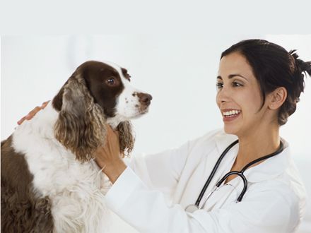 Veterinarul  pe recepție - 440x330019055cainelaveterinar-1318535869.jpg