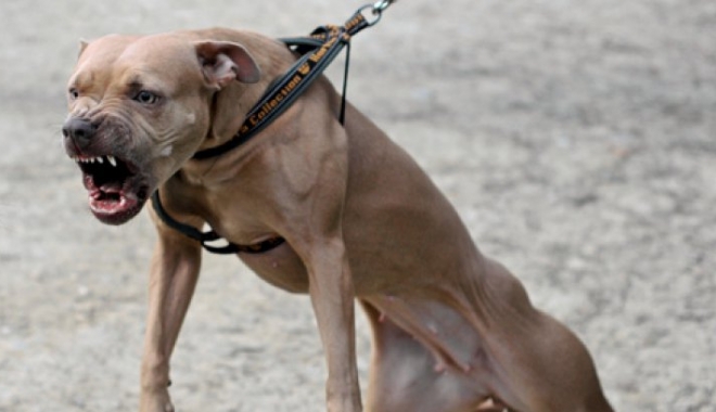 Copil ucis de câine / Ce decizie au luat autoritățile - 45043291676426a2839b34725100-1503394039.jpg