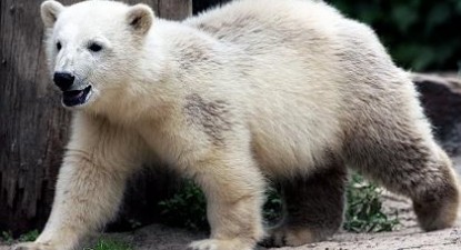 Ursul polar Knut ar putea fi împăiat și expus într-un muzeu - 466d8454bad935da00d1d9ede981cd42.jpg