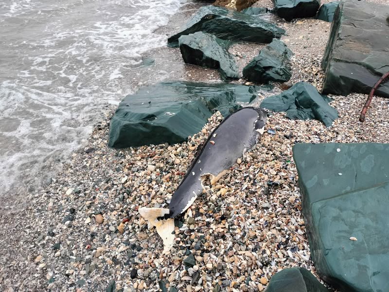 A fost semnalat primul caz de delfin eșuat din acest an - 48865862111359961652362606508497-1743679102.jpg