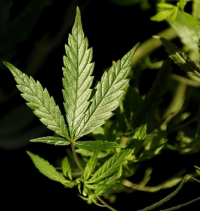 Condamnată la închisoare după ce i-a dat fiului autist cannabis ca să se calmeze - 48bbab63ca0f722d32298573fff263ab.jpg