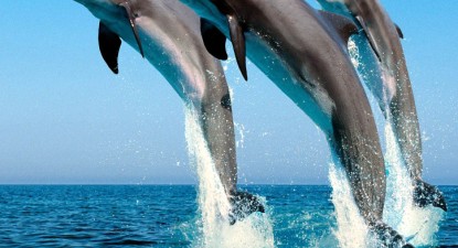Delfinii ne-ar putea vindeca de diabet - 4ad006788f860656e4fc1b8dda045d78.jpg