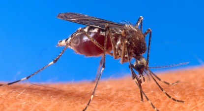 Insectele, inamici minusculi, dar periculoși - 4c4855758646bedf324732e7fd54d333.jpg