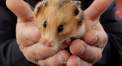 O fată de 12 ani a suferit un atac cerebral la înmormântarea hamsterului - 4c7cffc21375cc9ee7d94ac8bc24e738.jpg