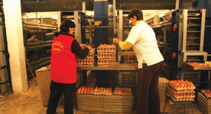 Avicola Lumina, cea mai tare-n ouă! - 4f32bef5098d468224afede232f389cc.jpg