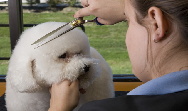 Pot să-mi tund câinele? - 4iunieveterinar5-1338903436.jpg