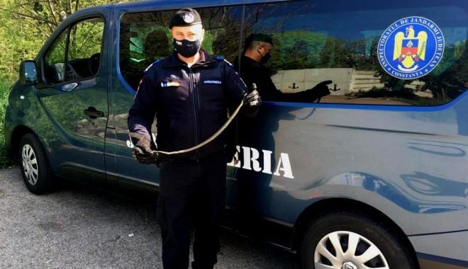 Șarpe găsit de jandarmi pe o arteră principală a Constanței - 4maisarpejandarmi-1620119123.jpg