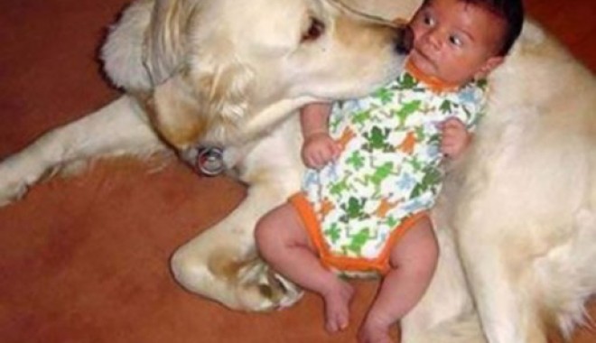 Nu lăsați copilul în… supravegherea câinelui! - 4martieveterinar-1330876218.jpg