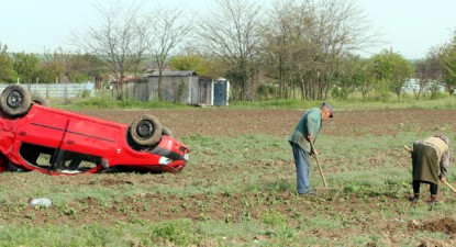 Orice țăran poate cultiva Logan - 50466b5ff1783ea3c86d8abd65184b0e.jpg