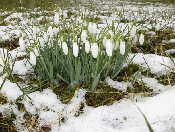 Vine sau nu vine primăvara? Prognoza meteo pe patru săptămâni