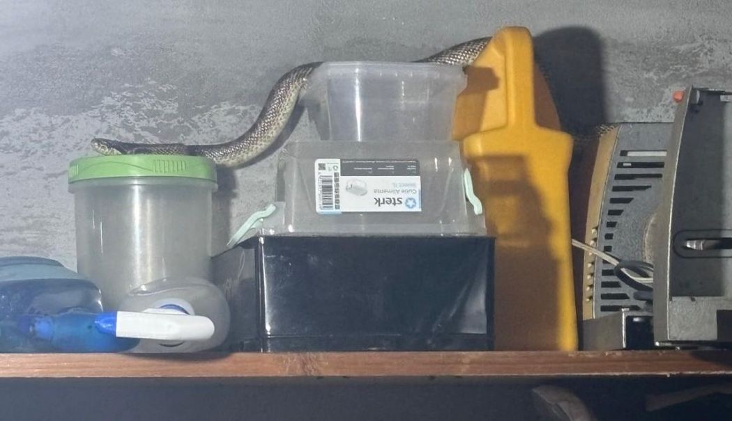 Jandarmii au capturat un șarpe găsit într-o casă din satul 2 Mai - 52975566011862683268638363604546-1754568772.jpg