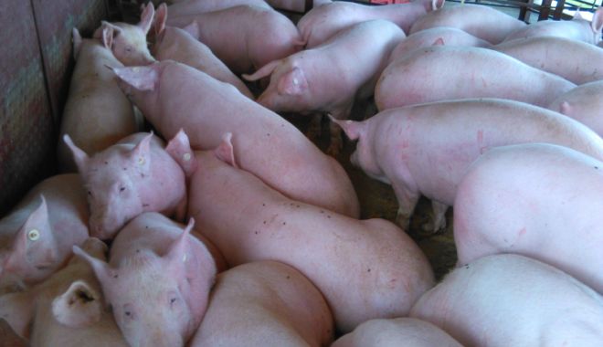 53 de focare de pestă porcină africană, în județul Constanța - 53defocare-1534780507.jpg