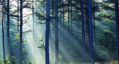 Criminalul din Băneasa, prins în pădure - 5517f77d5d6bcf23353b762d083b6f77.jpg
