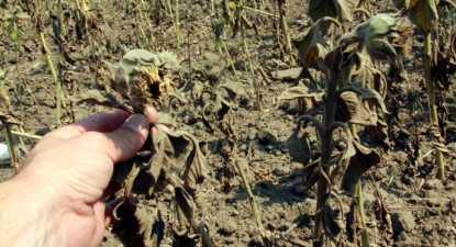 Suprafața agricolă calamitată a crescut cu 10%, comparativ cu sfârșitul lunii august - 55803f966202bb45829744de092b2f02.jpg