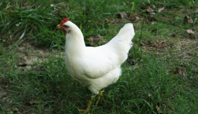 Senzații tari - 5585491-1329397333.jpg