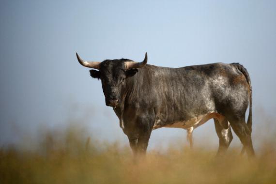 PANICĂ PE STRĂZI, AZI. TAUR DE 400 de kilograme, în libertate - 559f9b1a682ccf78a5667c98-1436532596.jpg