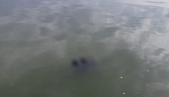 ATENȚIE, VIDEO CU IMPACT EMOȚIONAL! Bărbat mort, scos din Lacul Tăbăcărie - 56573520420013388774140265355763-1554882967.jpg