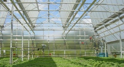 Constănțenii investesc în ferme de prepelițe, ciupercării, sere, silozuri și patiserii - 5747286500a3db82df4d54077c816533.jpg