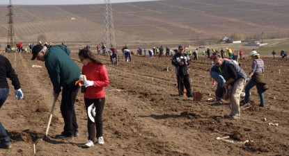 Două hectare de teren, împădurite în apropiere de Medgidia - 577ec2ef9f9451f9fbace1d089f8d09f.jpg