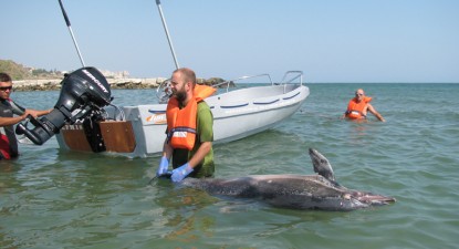 Oceanic Club a rămas fără motor la ambarcațiunea cu care salva delfini - 59b425a2a6c7b31f53f60257c7bd8c6b.jpg