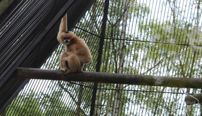 ALERTĂ! Un bărbat drogat a eliberat animale dintr-o grădină zoologică