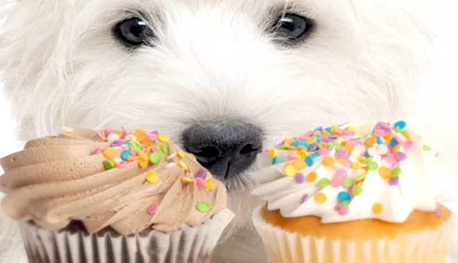 Cu ce alimente nu trebuie să vă răsfățați câinii? - 5aprveterinar-1333655852.jpg