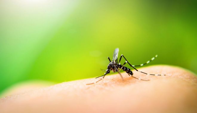 Virusul West Nile, confirmat la un pacient de 75 de ani - 5b58e9f493ed0image-1533126093.jpg