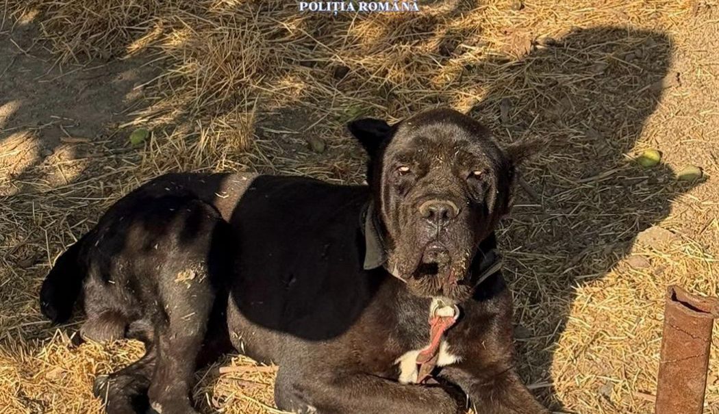 Polițiștii constănțeni au aplicat sancțiuni pentru nerespectarea legislației privind protecția animalelor
