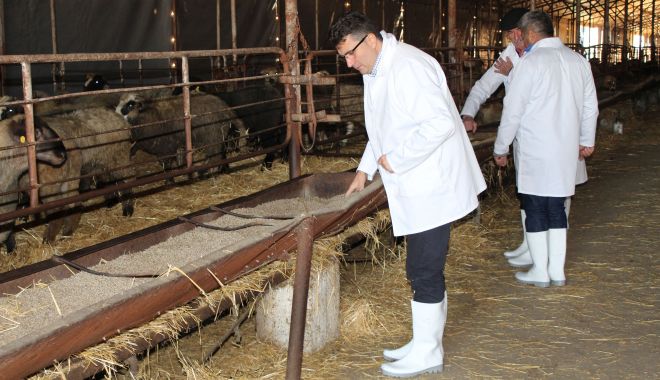 Soartă cruntă pentru ovinele salvate de pe nava răsturnată! Iată ce se întâmplă cu ele! - 5decoisalvate1-1575535599.jpg