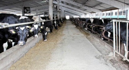 Crescătorii de bovine din Constanța prevăd un an 2010 sumbru - 5edc987d7d6b3bb2ca34eba15995814d.jpg