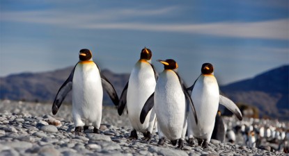 Aventura Antarcticii, expusă în fotografii, la Hotel Rex Mamaia - 5f08ba4b7b2c2544dd215383125d02ea.jpg