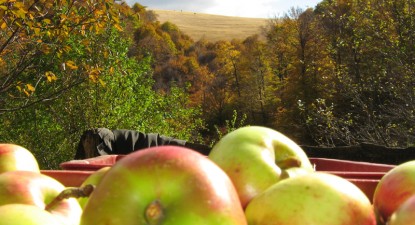 Fructe 