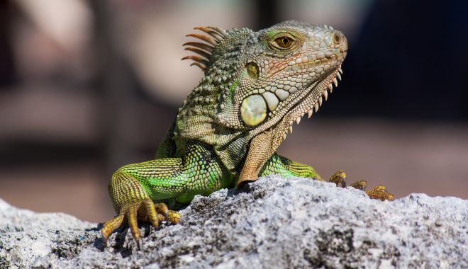 Situaţie alarmantă! Iguanele cad din copaci, DE FRIG! - 5f91947efef97951aa0ab0a7-1643614185.jpg