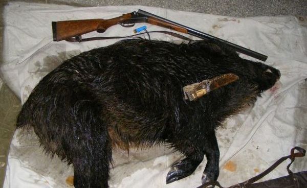 Prinși cu porcul mistreț în căruță - 5ianuarievanatoriprinsfrontiera-1420455912.jpg