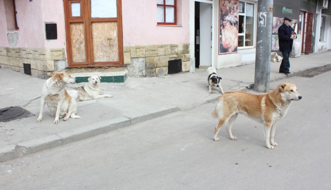 Cum să ne purtăm, vara, cu maidanezii, ca să nu ne atace - 5iuliefondmaidanezi-1373035195.jpg