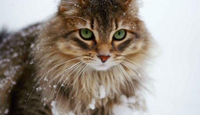 Recomandări pentru protejarea animalelor pe perioada frigului - 5mythsaboutcatsincoldweatherlong-1519895205.jpg