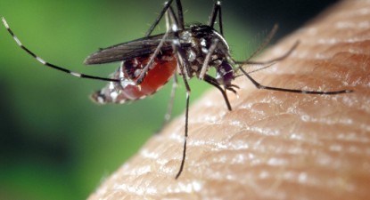 Niciun caz de meningită West Nile în România - 60c1cedfd4af78670239984473424814.jpg