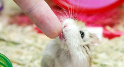 Veterinarul pe recepție - 60e592a5e2c587d823db52392ff1591f.jpg