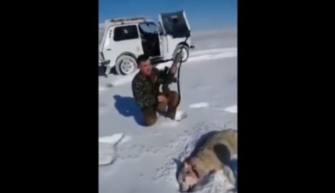 VIDEO INCREDIBIL! Un lup împușcat s-a prefăcut mort și a atacat un vânător - 61939338-1518093780.jpg