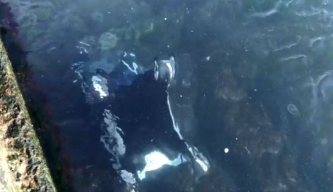 Un copil a fost dus de vânt, cu tot cu cărucior, în apele Mării Negre! Mama a sărit în apă pentru a-l salva - 62028598-1552552646.jpg