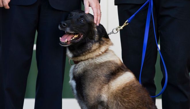 Celebrul câine care l-a urmărit pe liderul ISIS, decorat de Trump - 62094625-1574713448.jpg