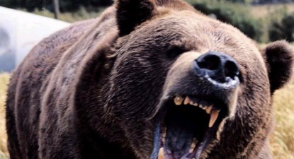 Urșii flămânzi din Rusia au început să caute hrană prin morminte - 62a995a36ad1ff3c45316532e06a5cdd.jpg