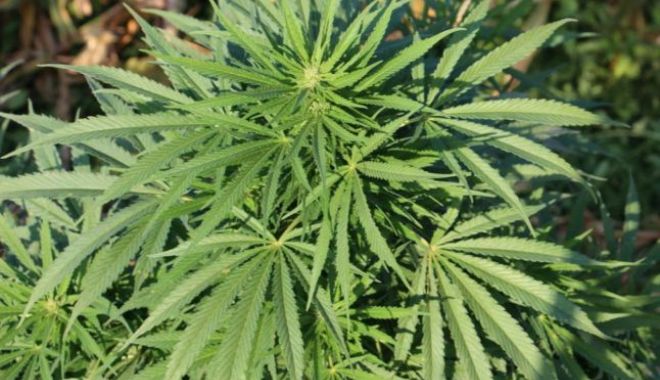 Decizie importantă vizavi de legalizarea canabisului, în România - 646x404-1556981460.jpg