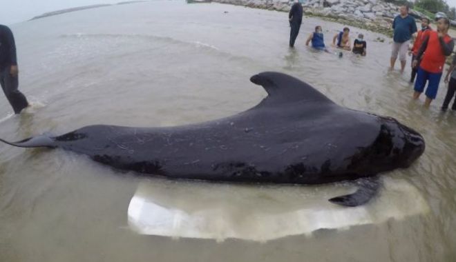 Un pui de balenă a murit după ce a înghițit 8 kilograme de plastic - 646x4041-1528024920.jpg