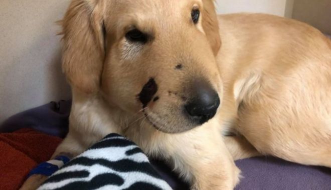 Un Golden Retriever și-a salvat stăpâna de un șarpe cu clopoței - 646x4041-1530516179.jpg