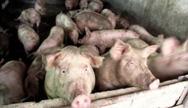 Zeci de mii de porci, sacrificați după confirmarea virusului Pestei Porcine Africane într-o exploatație din Tulcea - 646x4042-1530531209.jpg