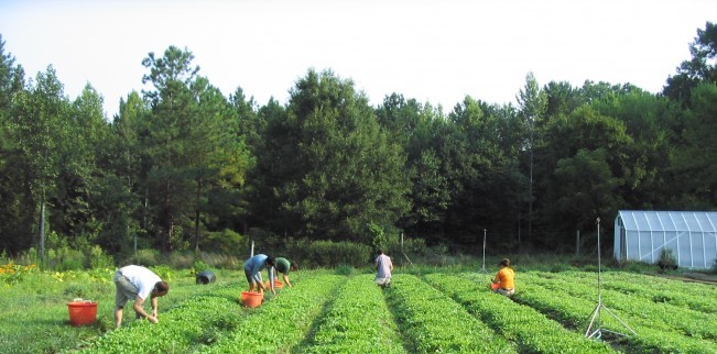 Agricultură ecologică / Constănțenii mai au doar câteva zile pentru a solicita ajutor - 651x322romanialiderregionalpesec-1349867446.jpg