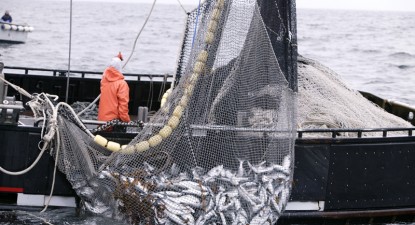 Capturile de pește înregistrate la Marea Neagră, în picaj - 654c51f54efcbba70532f92367e9ed75.jpg